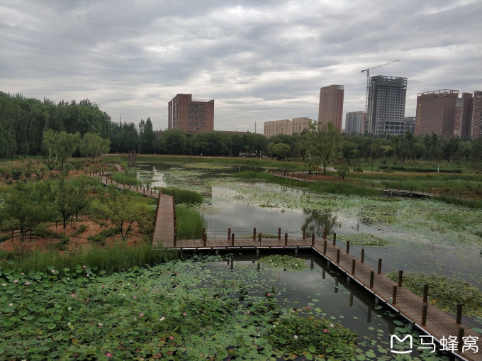 隐藏在湖边的植物森林——盘锦大洼东湖公园